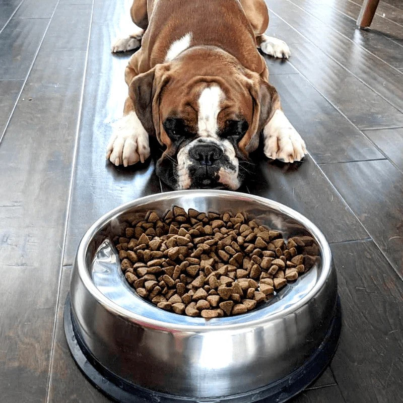 Pet Bowls & Feeding